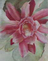 Epiphyllum, Pastell